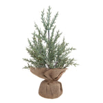 Miniature Pine Tree