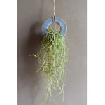 Ceramic Air Plant and Spanish Moss