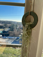 Ceramic Air Plant and Spanish Moss